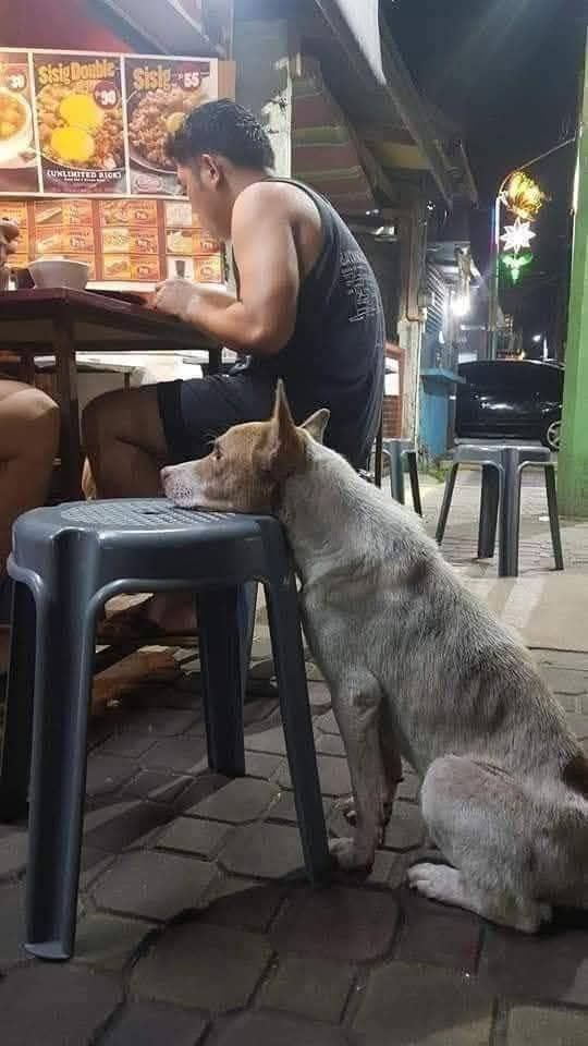 CLAUDIODD5's tweet image. Sapevate che i cani randagi si svegliano prestissimo ogni mattina, solo per cercare un po' di cibo e acqua e placare la fame?
Se non trovano nulla, iniziano a masticare erba per illudersi di avere qualcosa nello stomaco, poi si addormentano dove capita: davanti a una casa, alla…