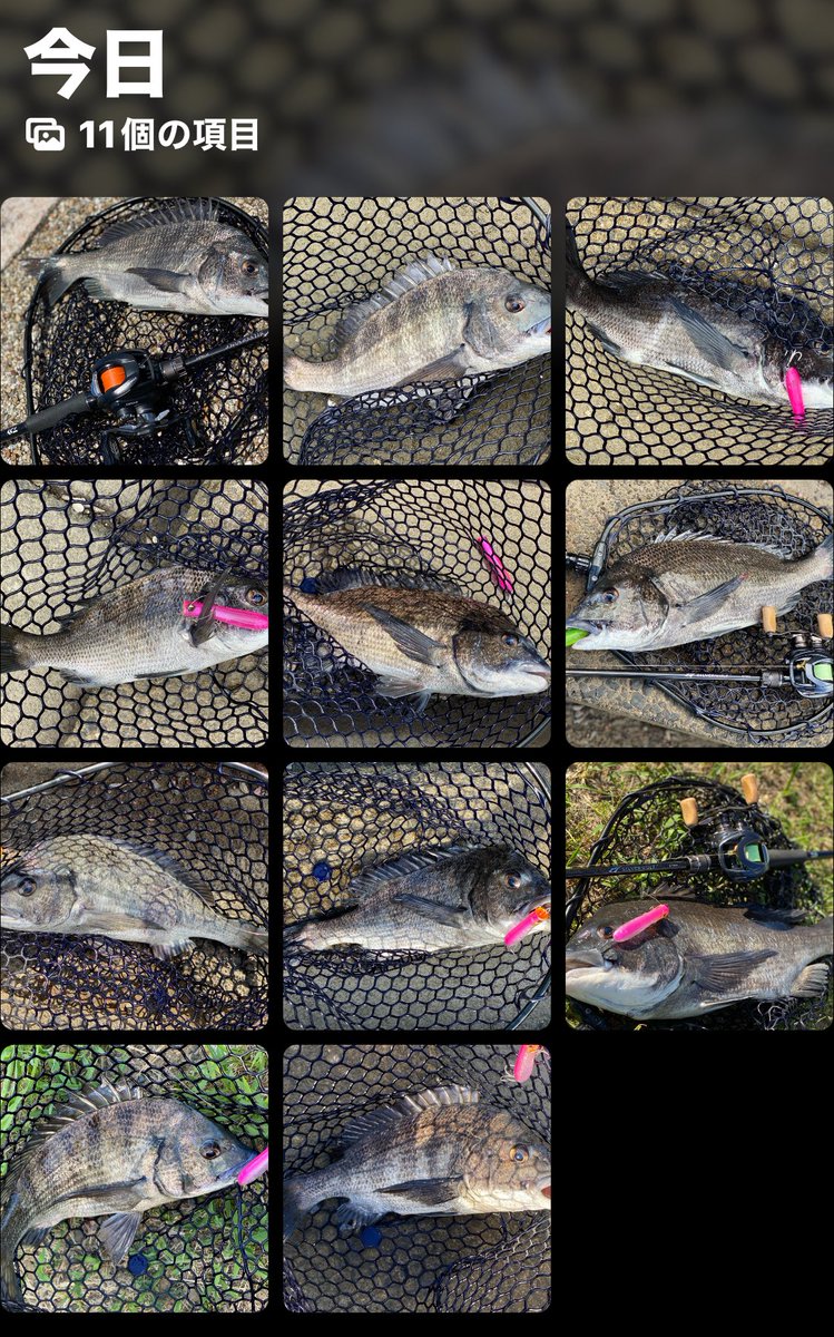 DAIWA - Daiwa★BATTLE GAME 一旦停止中 Amazon.co.jp: DAIWA 12-49 Fishing Rod Battle Game Gala