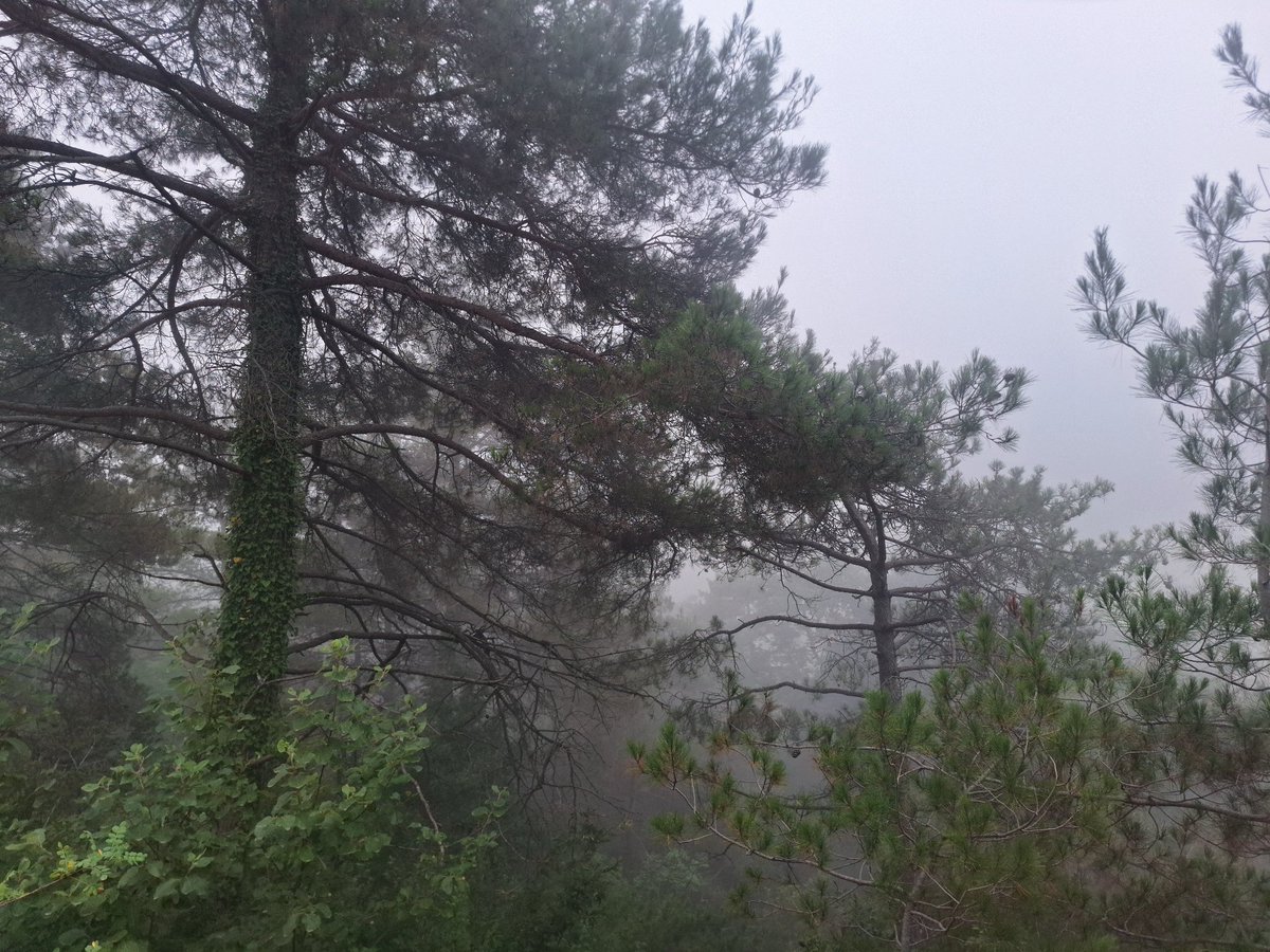 Orman yakanları idam cezası verilsin #bursayanıyor