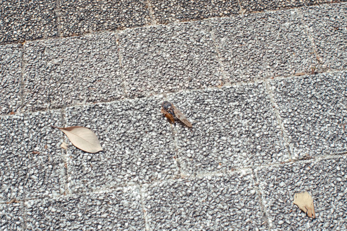 you__yohs1rok's tweet image. 共生