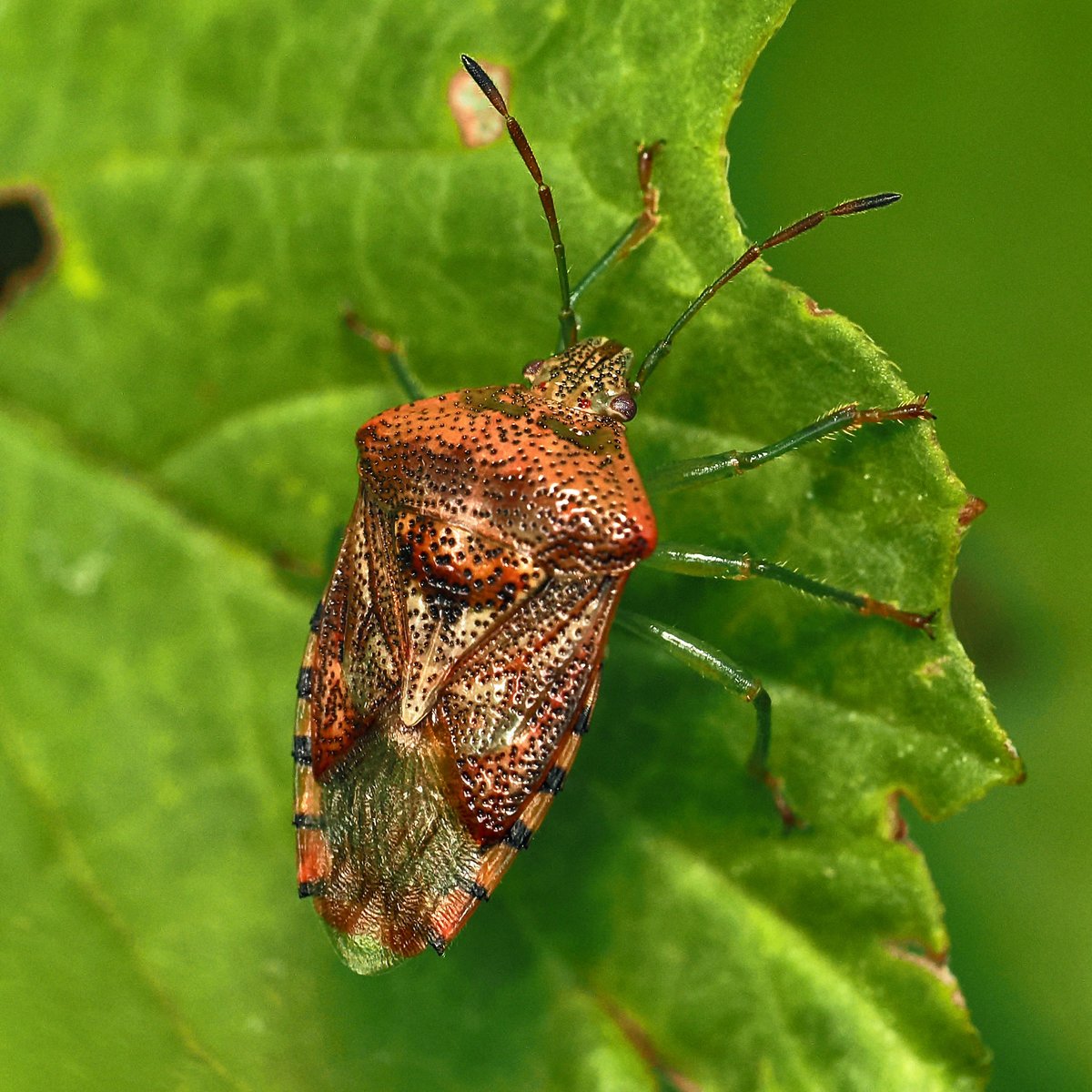 jwood_t's tweet image. A particularly colourful Parent Bug (Elasmucha grisea) found resting on a Viburnum opulus (Guelder Rose) leaf in the garden a couple of days ago. Called Parent Bugs as, unusually for Shieldbugs, the female broods and protects the eggs and young larvae.