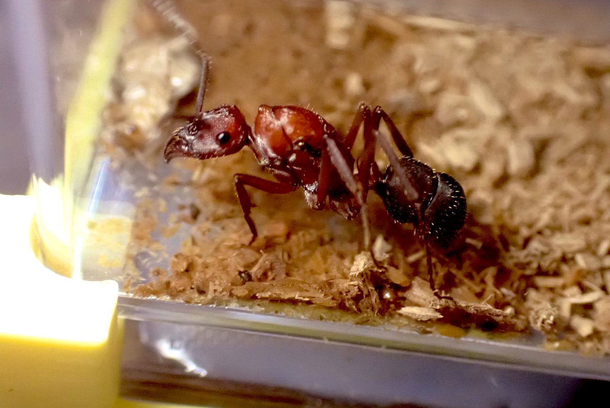太陽に蟻 黑头酸臭蚁（幽灵蚁） Ghost Ant (西双版纳的蚂蚁) · iNaturalist