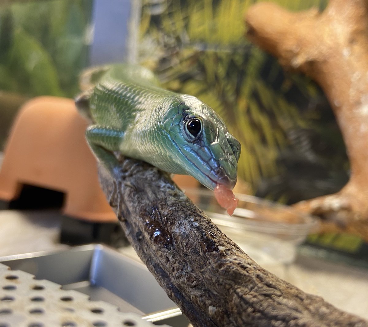 ashley_lizard's tweet image. スイカが気に入った甘夏くん
おかわり何度もしてシャクシャク食べてました

#ソロモンミドリツヤトカゲ