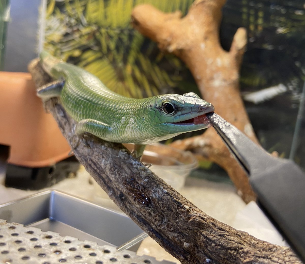 ashley_lizard's tweet image. スイカが気に入った甘夏くん
おかわり何度もしてシャクシャク食べてました

#ソロモンミドリツヤトカゲ
