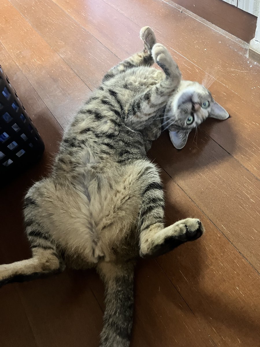 apex_Ley's tweet image. 流石に甘えん坊すぎんか君