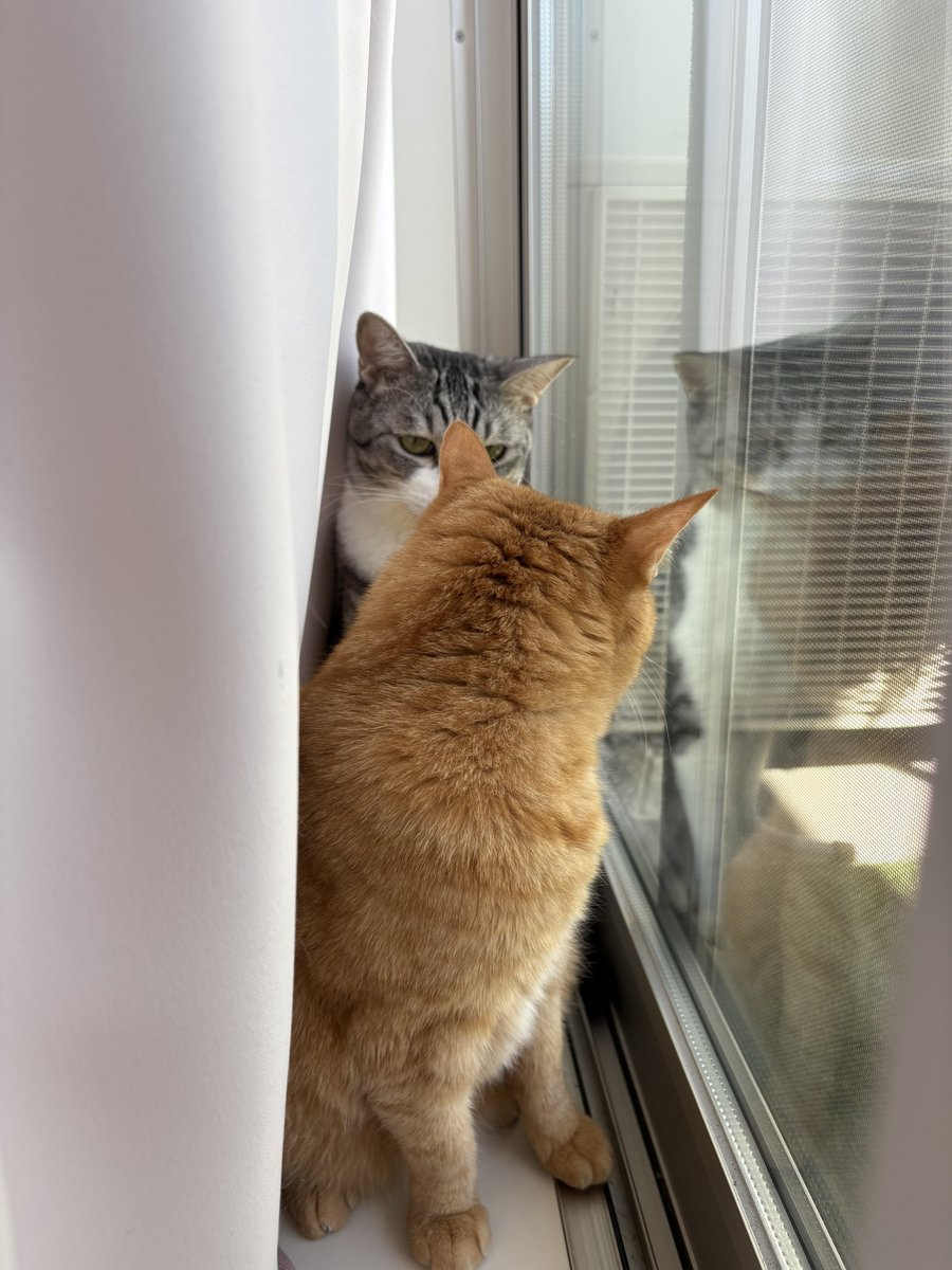 koimo77's tweet image. 🐱外暑そうだねー
🐱ねー