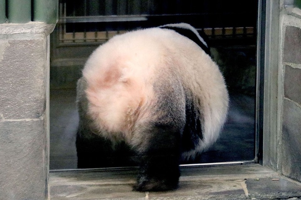 Pandaexn's tweet image. 「丸にしか見えない。そんな自分も好きだわ」🐼🎶
#水曜日のお嬢様 #タンタン #パンダ #パンダ沼 #panda #お嬢様の言葉 #タンタンさん