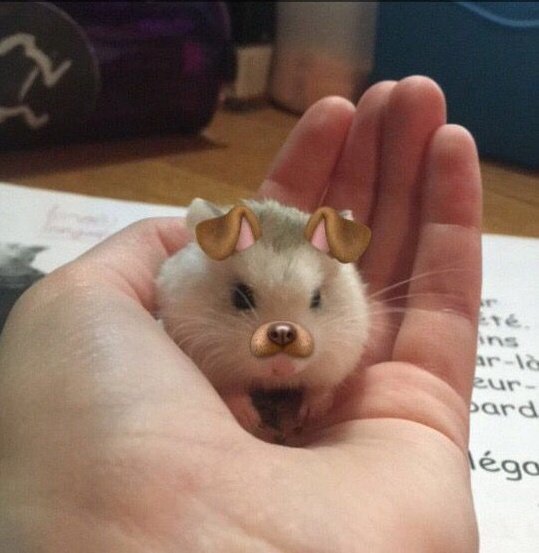 Tweets Of Hamster (@tweetsofhamster) on Twitter photo 