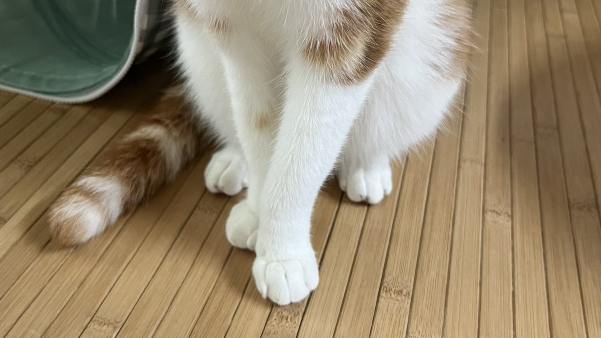 mo0_mo00's tweet image. 발레를 시키자