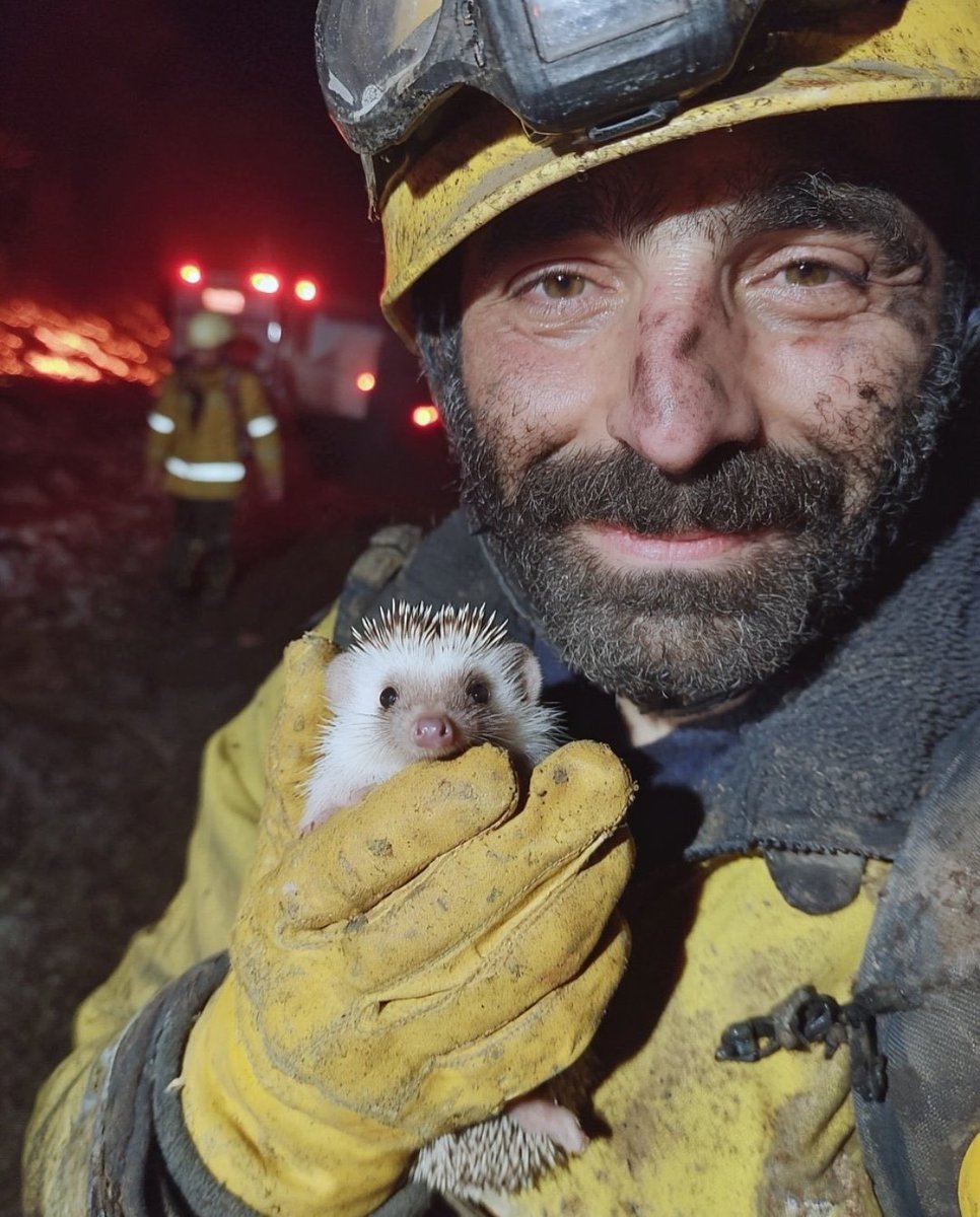 Etkili Haber (@etkiliihhaber) on Twitter photo Bir itfaiye erinin, orman yangınından kurtardığı kirpi ile fotoğrafı: Bir itfaiye erinin, orman yangınından kurtardığı kirpi ile fotoğrafı: