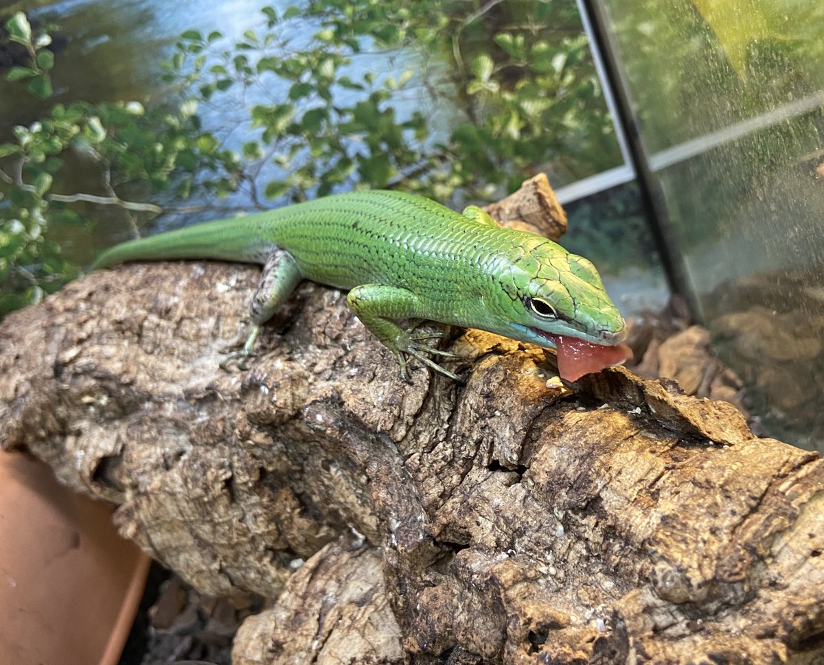 ashley_lizard's tweet image. ゆずくんもスイカ

難しい顔して食べてますがこちらも気に入ったようです