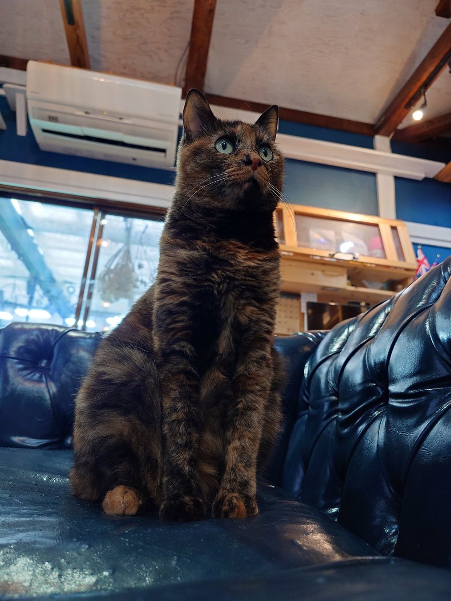 nekosuka513's tweet image. ウチのコかっわ(# ﾟДﾟ)