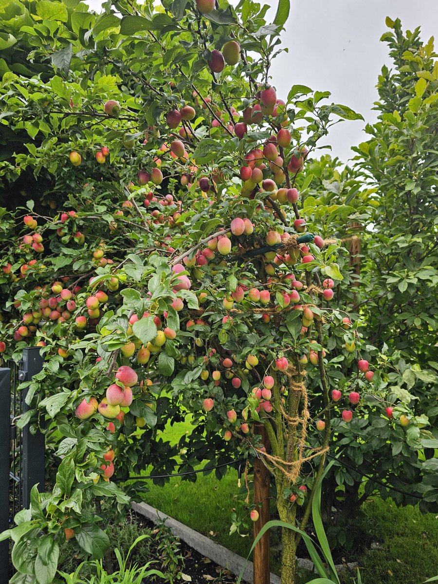 Der Pflaumenbaum hängt genauso durch wie ich heute. Ich wünsche euch einen schönen Sonntag ihr Lieben. 😁