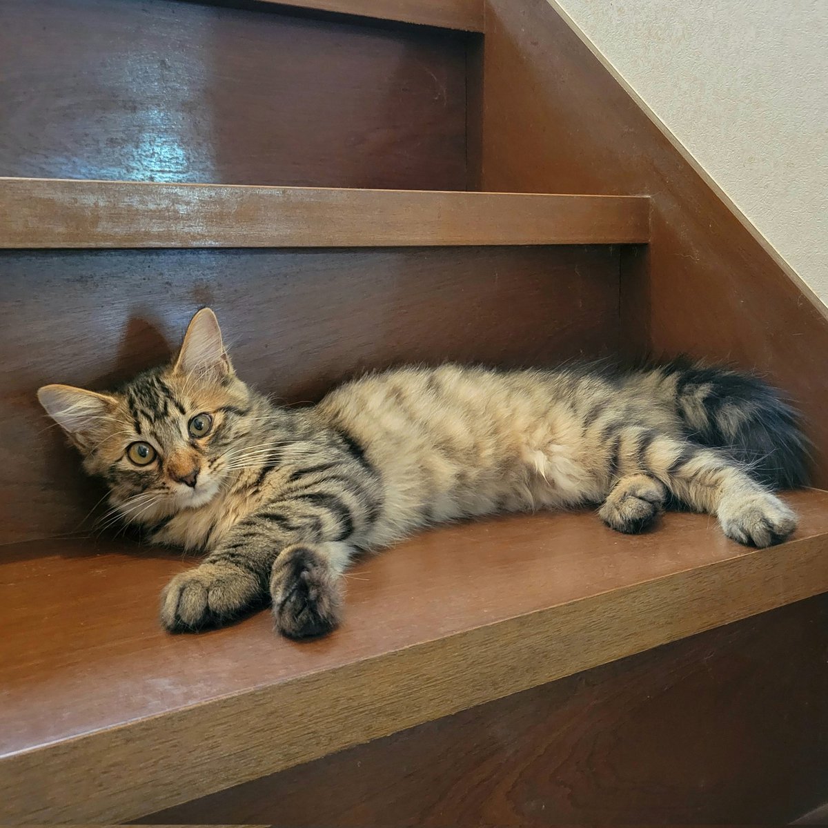ynakano12's tweet image. すずは「メンテが終わったなら遊んで🎶」とアピール☺️
#保護猫