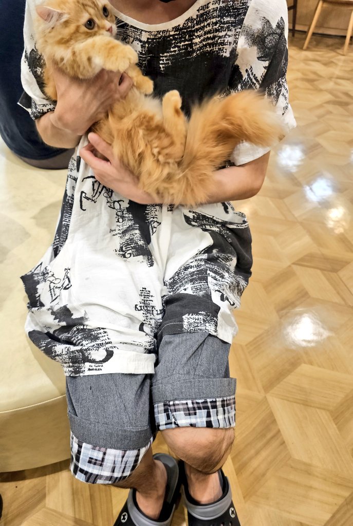haruru3739's tweet image. 今日ペットショップで、
サイベリアンとラガマフィン
の子猫を抱っこさせてもらった🐱♥️
とてもちっちゃくて毛がぱやぱや
しとって可愛いかった(´ω`*)💓