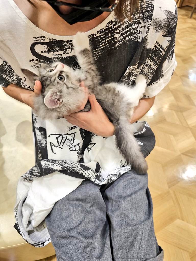 haruru3739's tweet image. 今日ペットショップで、
サイベリアンとラガマフィン
の子猫を抱っこさせてもらった🐱♥️
とてもちっちゃくて毛がぱやぱや
しとって可愛いかった(´ω`*)💓