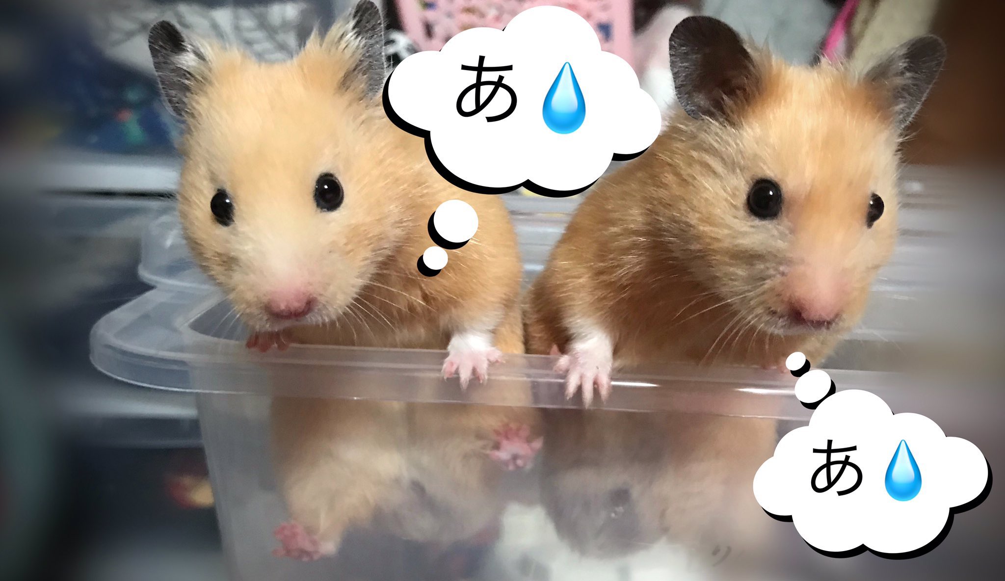 ハムちゃんだんご Amazon.co.jp: とっとこハム太郎 ハムちゃんずコレクション HC