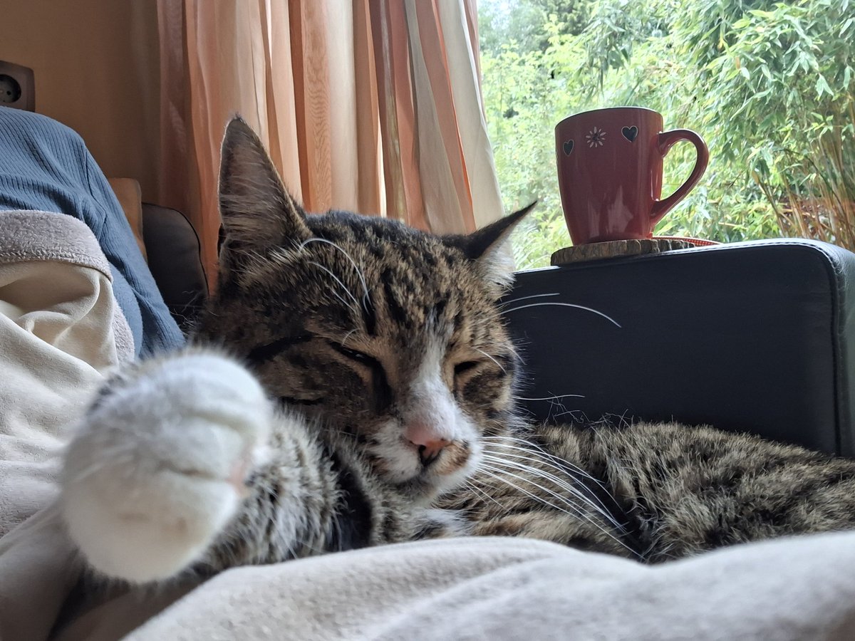 Sunday snuggles. ❤️ ~Oscar 

#hedgewatch