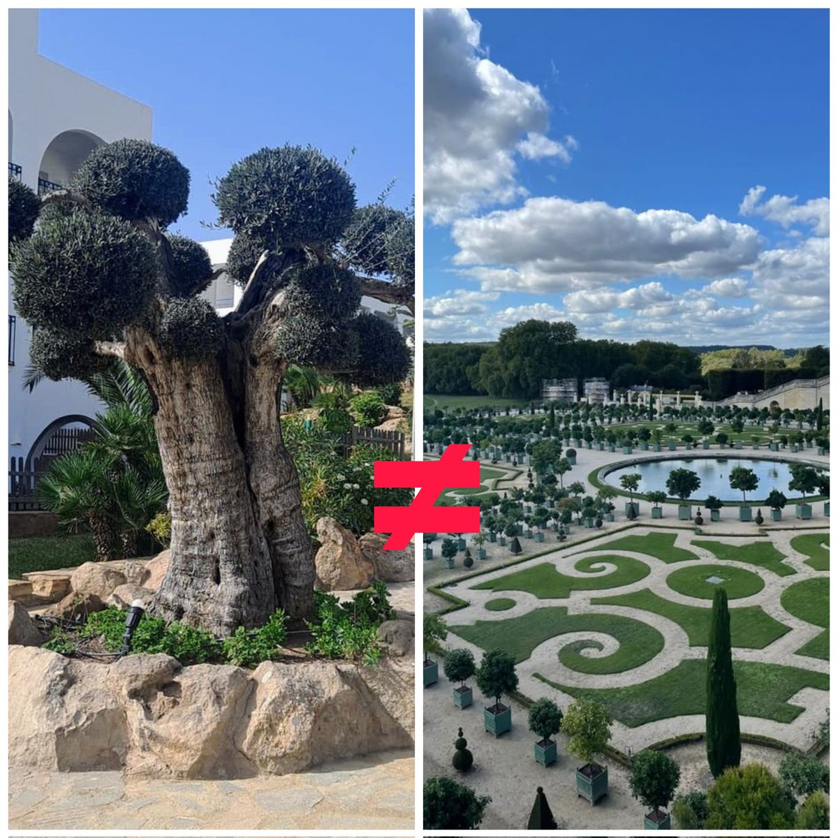 arboles_magicos's tweet image. He recibido muchos comentarios hablando de la “segunda vida” del árbol, del arte del topiario, de la rentabilidad del cultivo…
Y quizá no me expliqué bien.
No estoy hablando de si hay que arrancar un cultivo cuando deja de ser rentable. Eso es otra discusión.
Tampoco estoy…