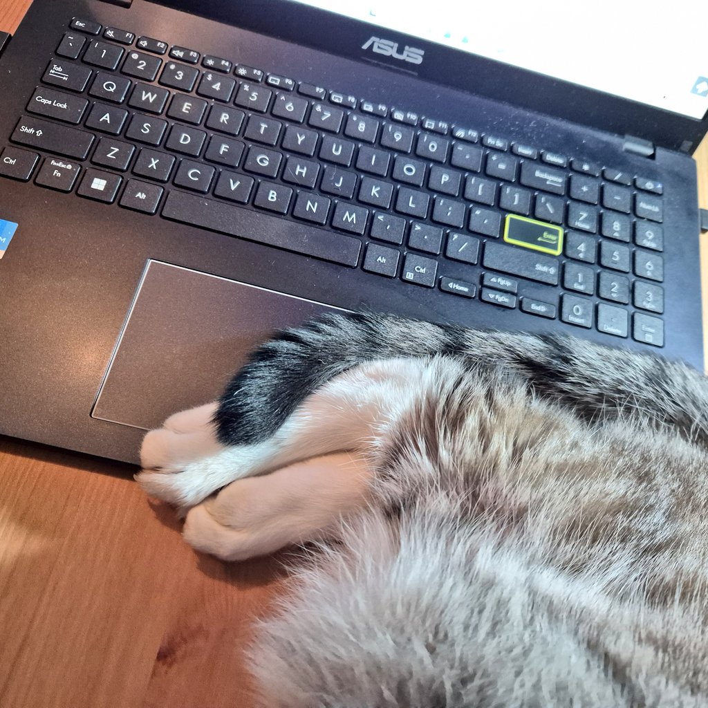 snekblaster's tweet image. Werky on my memoirs.
#CatsOfTwitter #catsofx #cats #catsontwitter