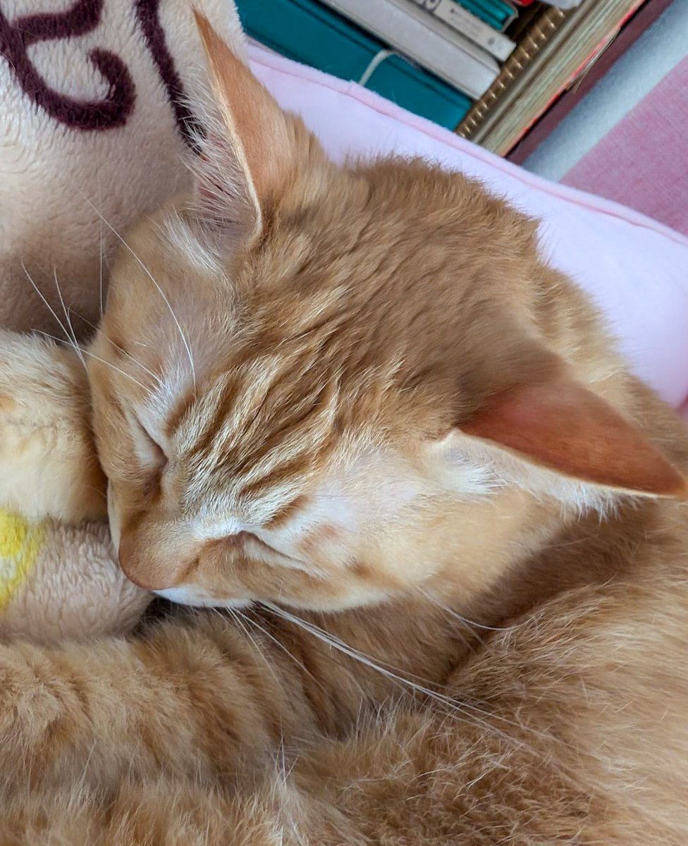 purinlala's tweet image. ねてる