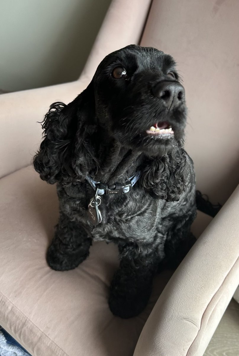 ByrneCocker's tweet image. Pals ๐ฑ
Donโt I look starved, traumatised and on the point of collapse?
My breakfast was eleventy hours late as we eh sorry THEY had a big lie and I was left neglected ๐ซ