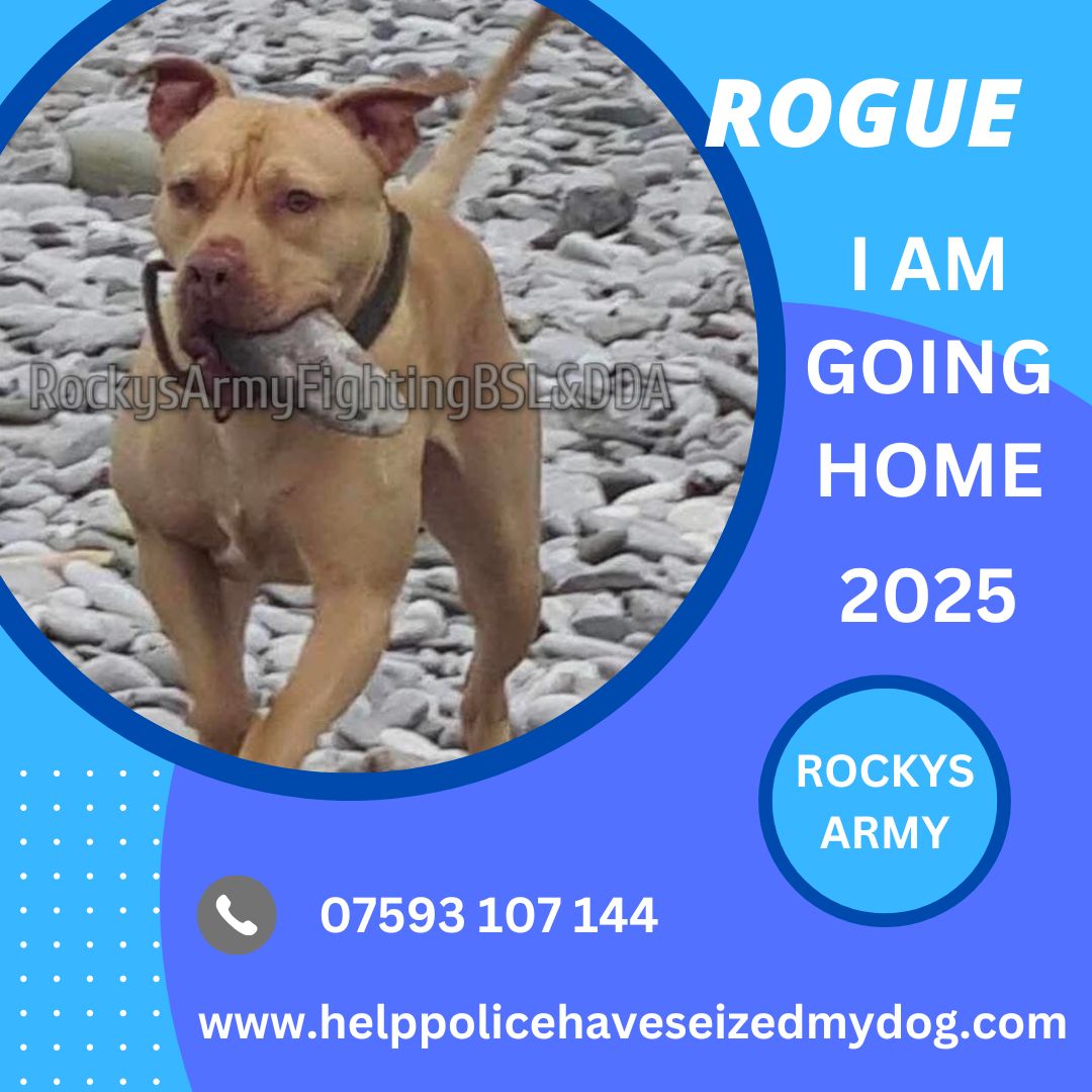Rockys Army Fighting BSL & DDA tweet media
