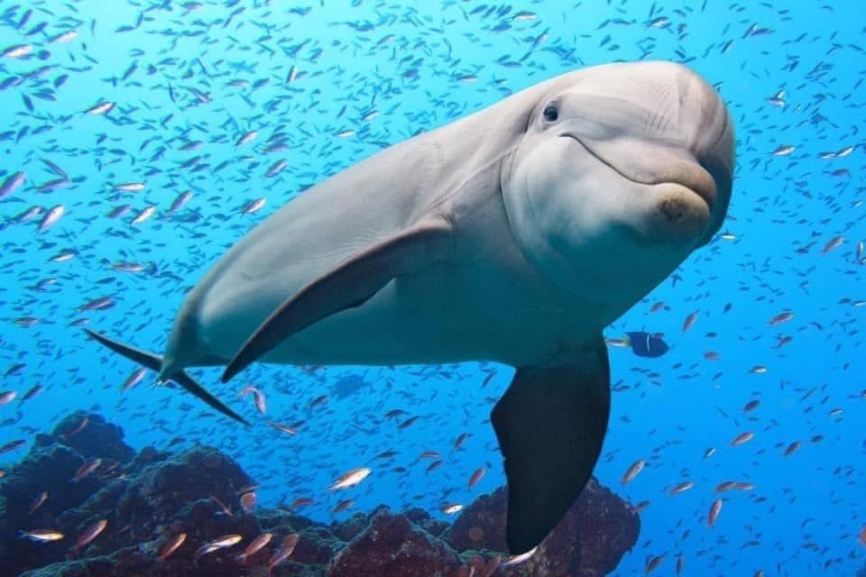 KipAuthor's tweet image. SUMMER ISN&apos;T OVER YET! And Wendall&apos;s Lullaby is perfect summer reading. Dive into the epic mystery that blends political conspiracy and national security with the quest to save hundreds of beached and dying dolphins.

Get it today: amazon.com/Wendalls-Lulla…