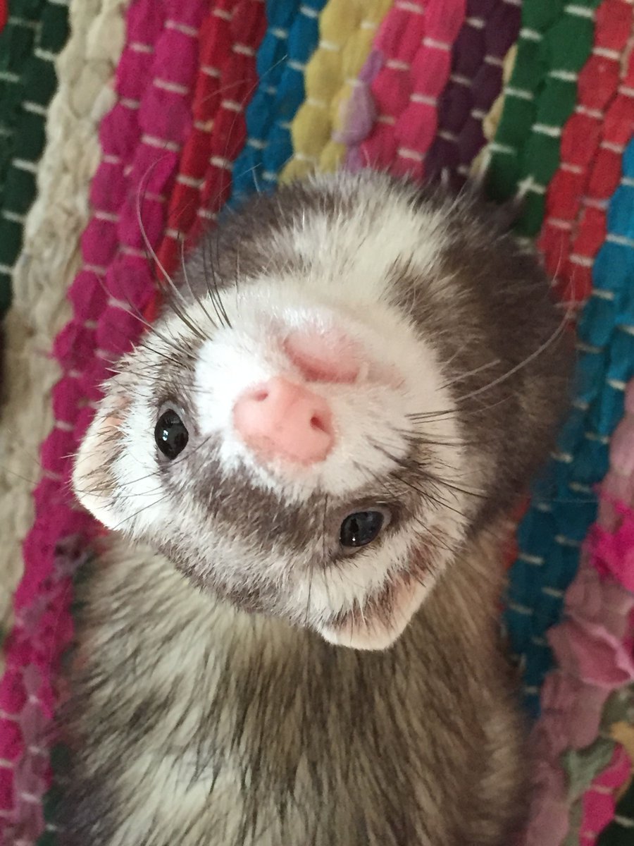 FerretPerHour's tweet image. 