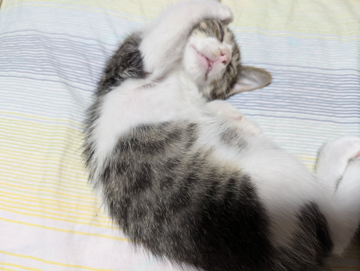 hideaki_taki's tweet image. どんな夢みてんのかな。