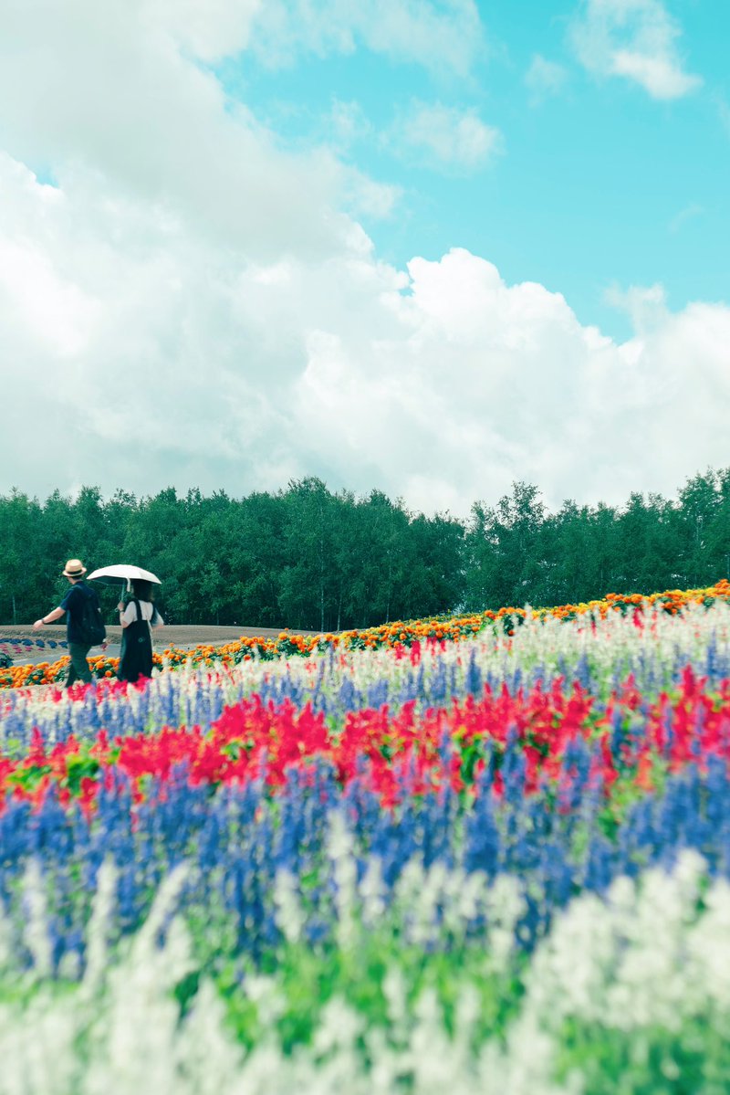 noco3n_com's tweet image. 平穏と彩り。