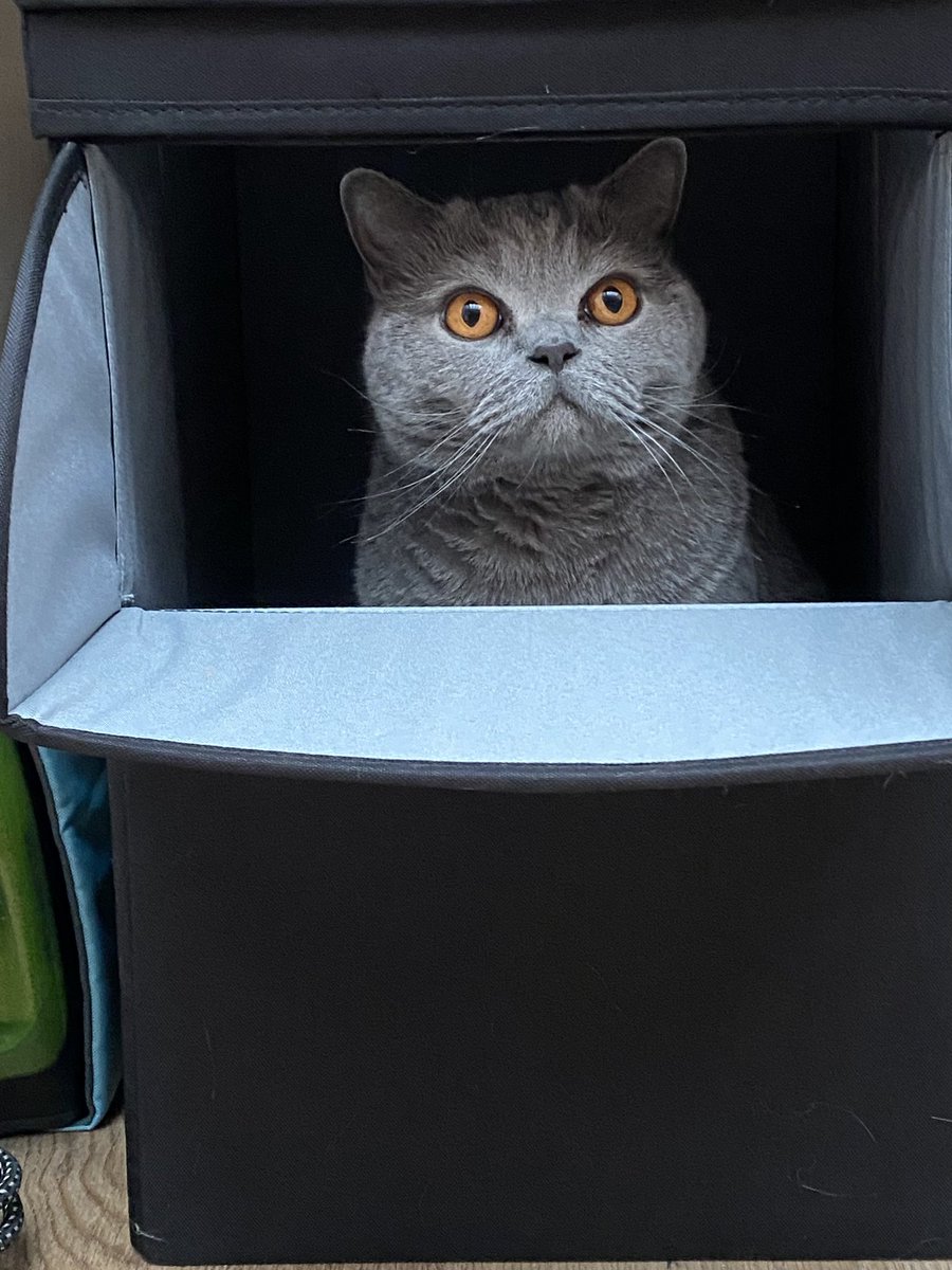 The laundry 🧺 box is as good as any other box 📦😸 #CatBoxSunday