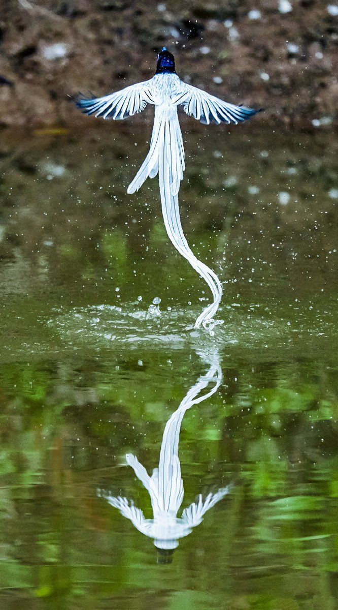 BigBangSciCom's tweet image. Un Tchitrec de l'Amour (Terpsiphone incei), photographié en Chine, à Dongzhai, par Qiu Shao Qiang. Je me demande qui a trouvé ce nom🤨(je parle de "Tchitrec" hein, je vous vois venir)
#naturelovers #animaux #wildlife #nature #zoologie #oiseaux #ornithologie #birdphotography