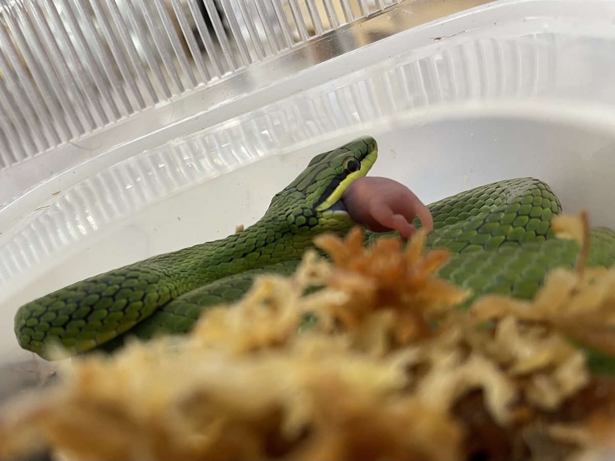 【みどりがめ】 爬虫類倶楽部中野本店 本アカウント on X