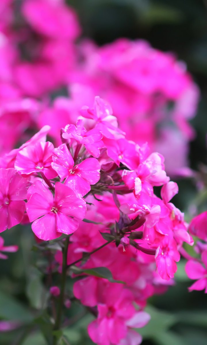 Vipin Dhir tweet media