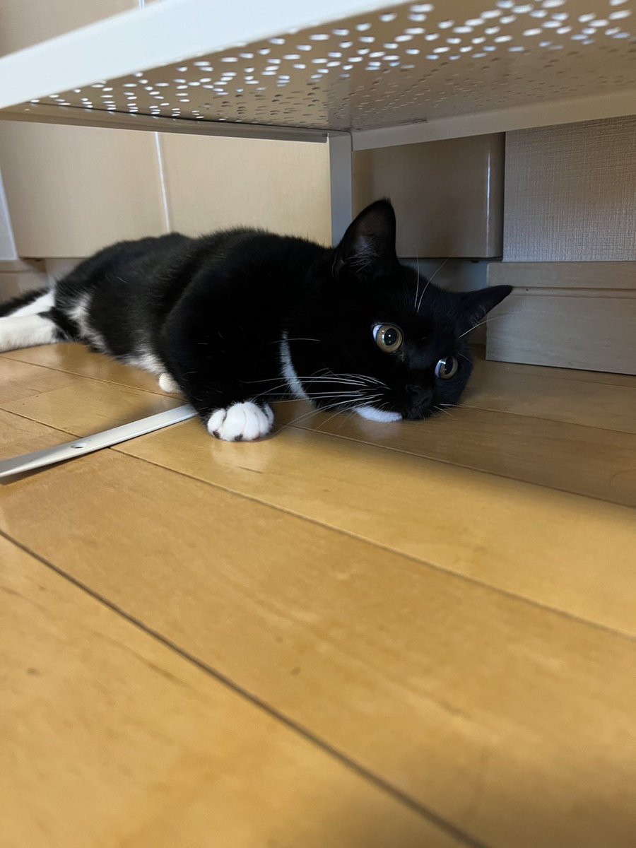 tavi_sapien_s's tweet image. ねこちゃんの白目！かわいい！