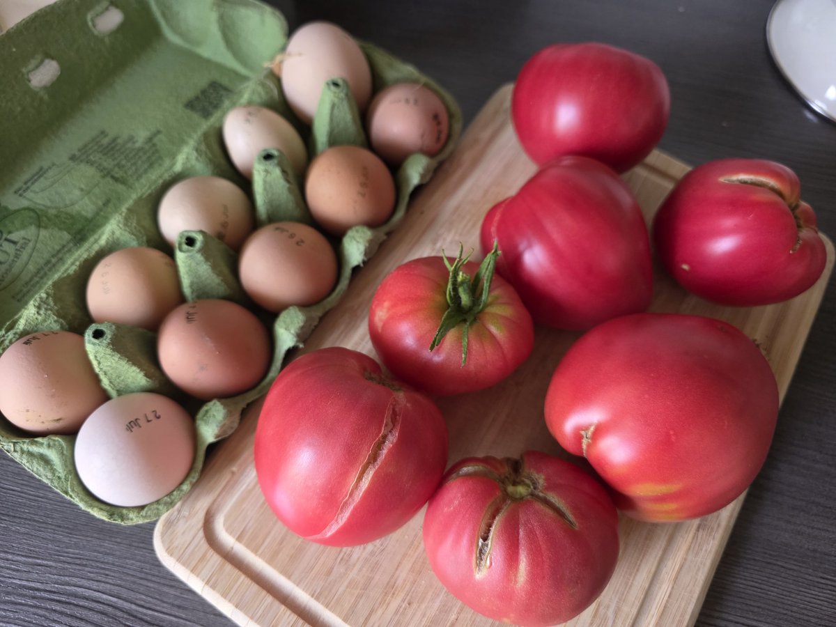 MartaMH13's tweet image. Guten Morgen! Ich war gerade die Hühner futtern und kurz im Gewächshaus.
Habe Eier und Tomaten gebracht.
Es tut so gut, wenn man sich zum Teil selbst versorgen kann. Umsatz und CO2 Steuer gespart 👌🏻