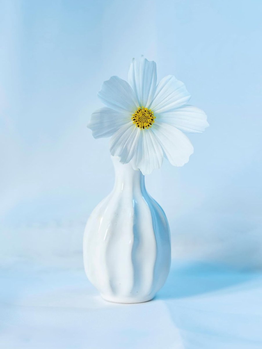 An excellent still life image captured by Instagrammer ajs_1_images 

#sheclicksnet #femalephotographers #women #womenphotographerscommunity #photography #femalephotographer #stilllifephotography #stilllife #flowerphotography #flower