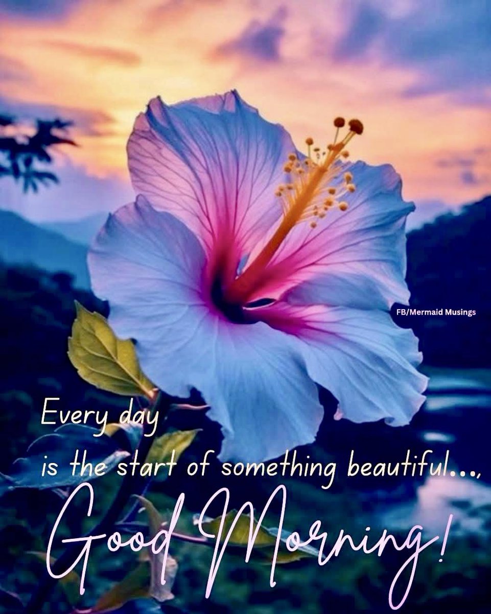 Sunday greetings! In summer, the beauty of flowers are prevalent. "Rose of Sharon" bloom from late summer to early fall in cold climates. They are deciduous unlike its hibiscus relative. The beauty of nature is awesome.
Cheers to a pretty Sunday!