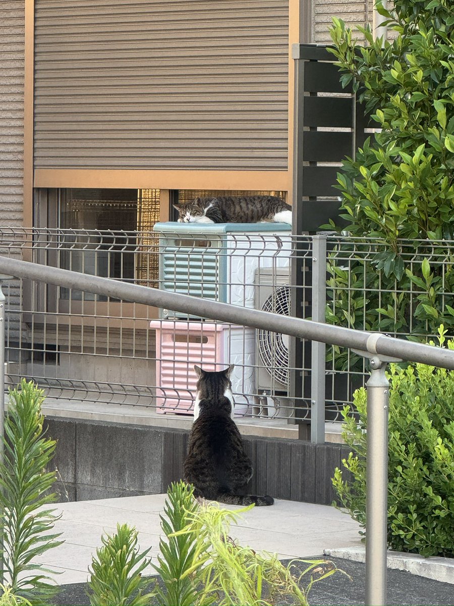 ガン見