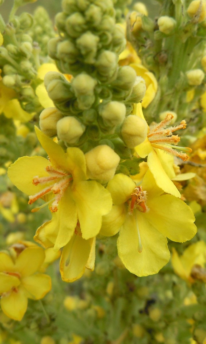 Vipin Dhir tweet media