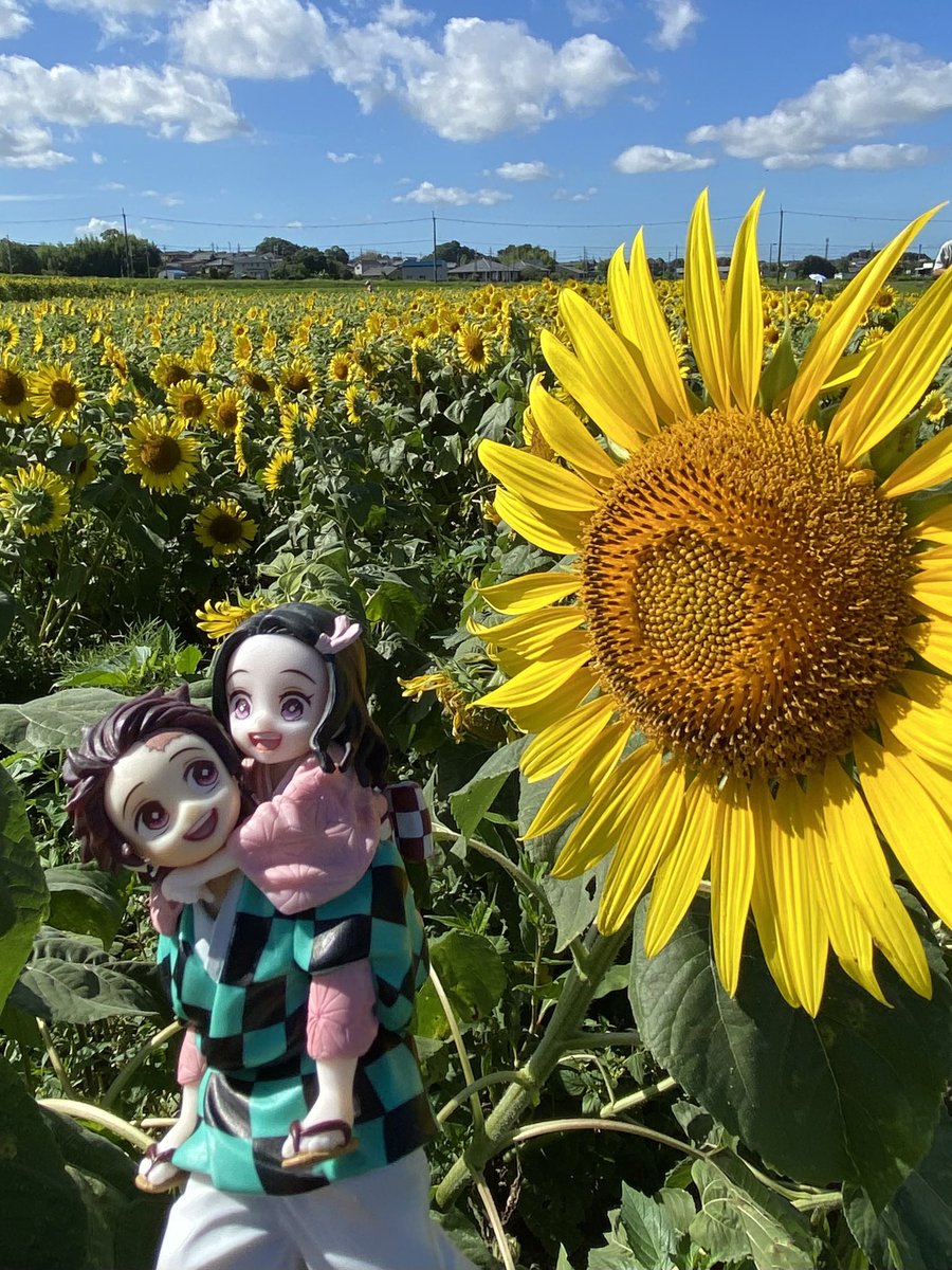 rukuchanhead's tweet image. 糸🌻🌻🌻☀️🌻🌻🌻半
#竈門炭治郎  #竈門禰󠄀豆子