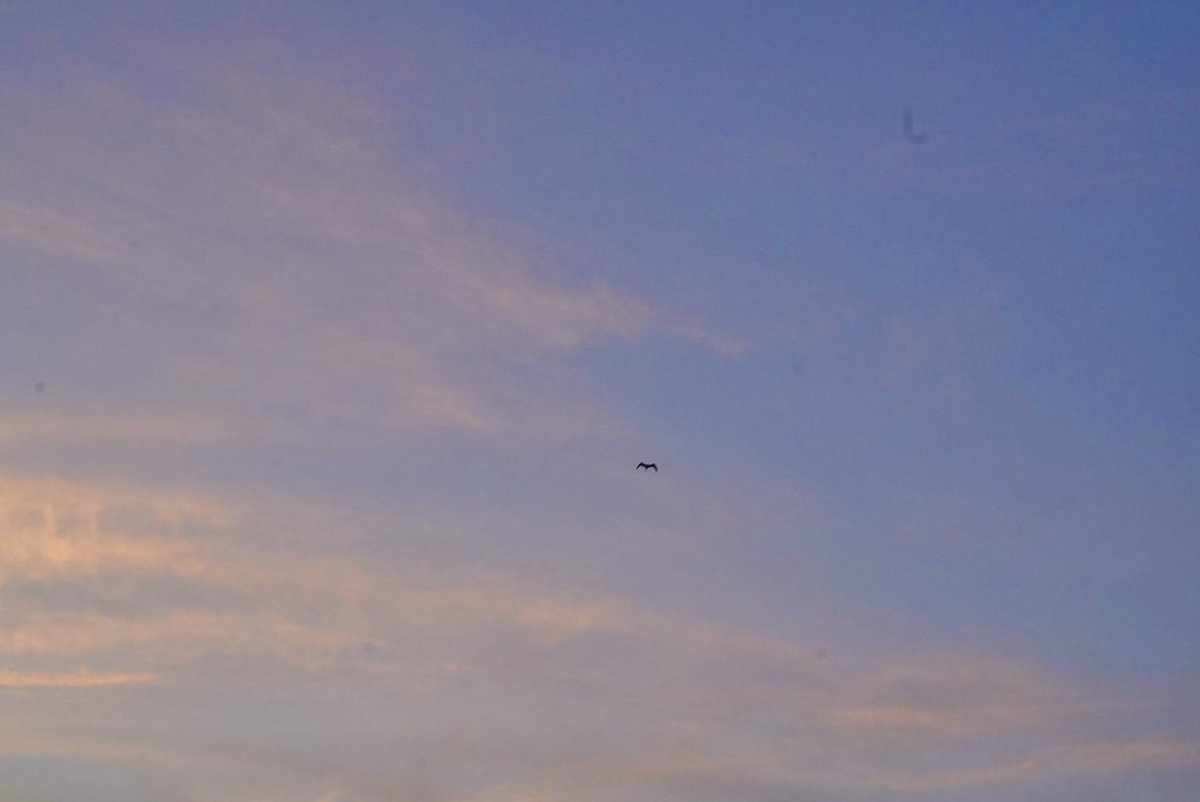 soracosorairo's tweet image. いつかのマジックアワー
自衛隊の飛行機が
3回グルリと飛んできたよ𓂃*⋆✈︎
空からのマジックアワーとこの街は
どんなふうに見えているんだろ(*ˊ˘ˋ*)

#α7CII 
#自衛隊のある街