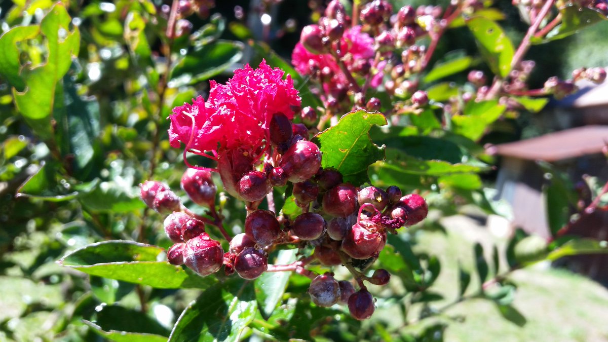 Pekari_Chance's tweet image. 庭の百日紅が少しだけ咲いた