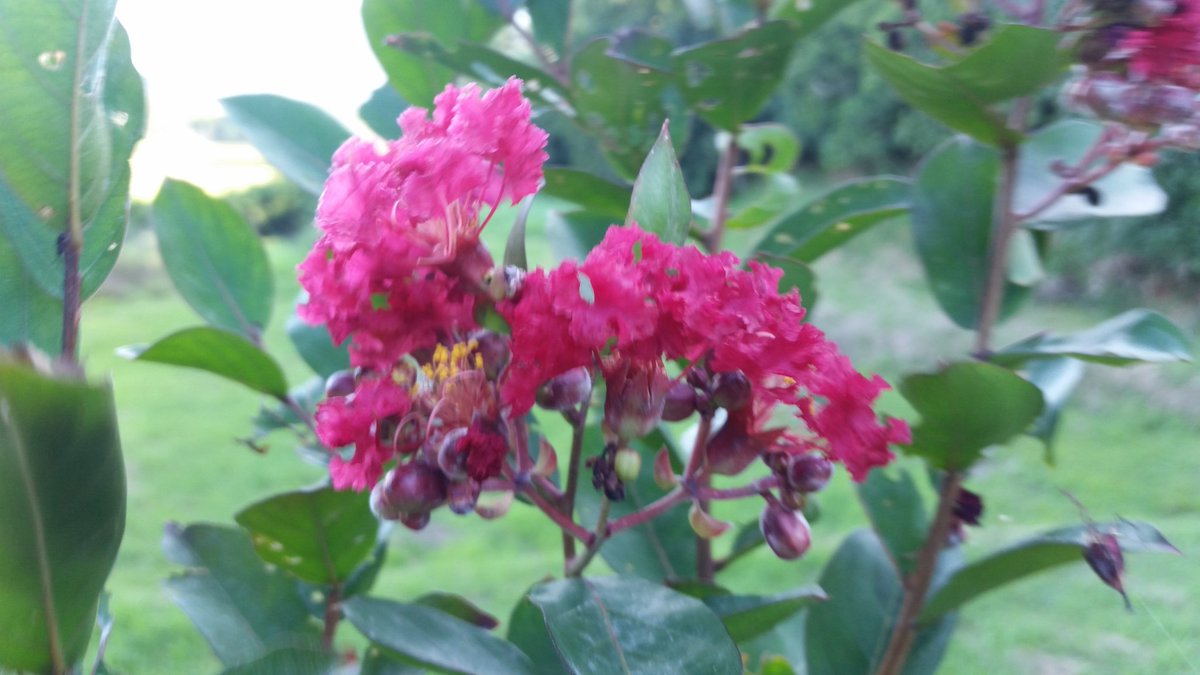 Pekari_Chance's tweet image. 庭の百日紅が少しだけ咲いた