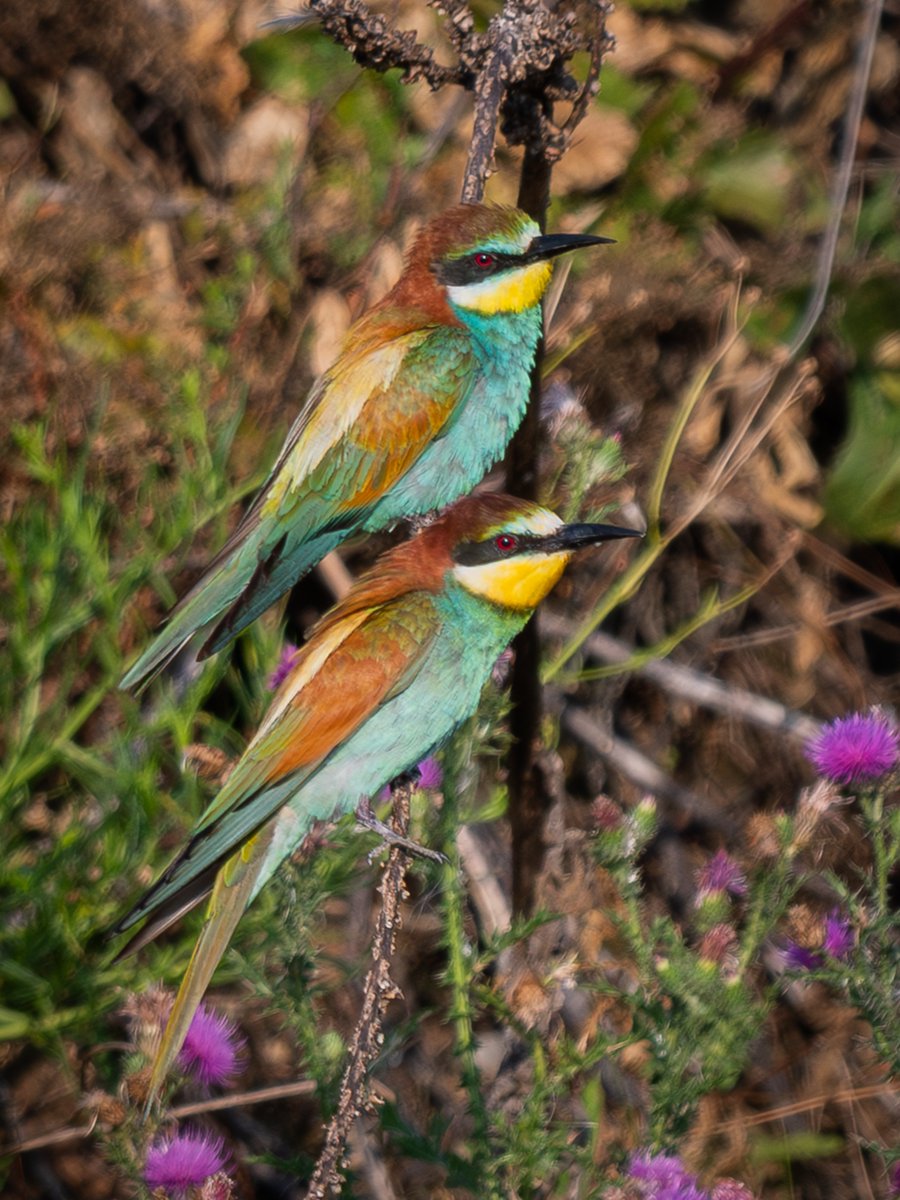 manxmannin's tweet image. European Bee-eaters (Meriops apiaster) #2025, SW Germany 馃嚛馃嚜 #NaturePhotography #NatureBeauty