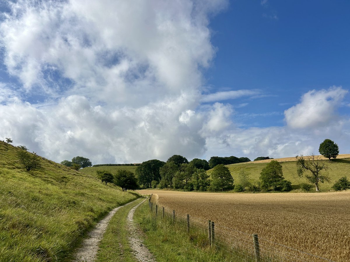 WeatherWolds's tweet image. Chalk Paths. 17°C with cloud and sunshine. Sheep on the hillside.