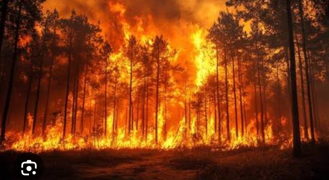 Mehmet734202's tweet image. Bu ormanı yakanı yakalayıp adalet adı altında ellerini kelepçeleyip klimalı bir karakola  götürüp hapsetmek 

Hemde canlı canlı #ağaçlar #kuşlar #böcekler yanarken yapmak ceza değil ödüldür 

Ormanı yakanı o ormanda yakmadıktan sonra bu yangınlar devam eder bizde mal mal bakarız