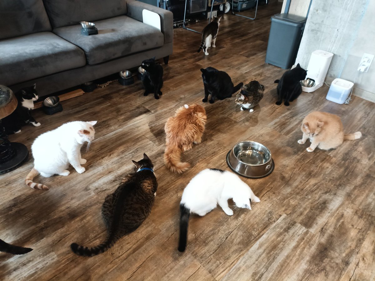 Зібрав усіх на нараду. Головне питання - як так далі жити?

Донатимо на порятунок безпритульних тварин uah.fund/donate