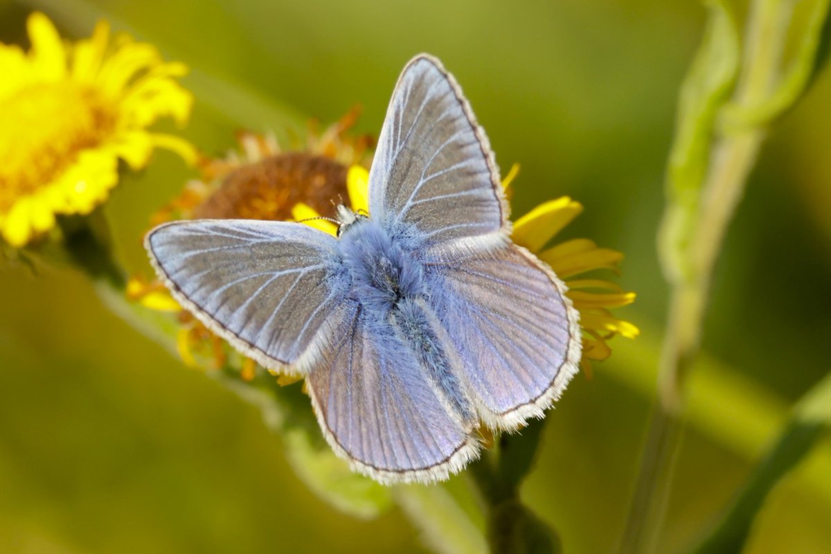 CarlGraef's tweet image. close up of a common blue from grafton woods 25/7/25
R5 canon 100 - 500mm @BC_WestMids @savebutterflies @WorcsWT